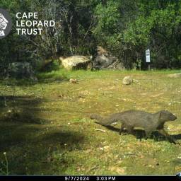 Small grey mongoose